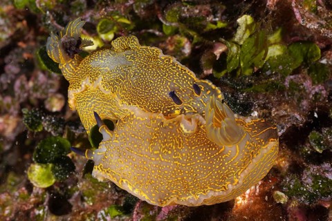Yellow-violet star snail (Felimare Picta)