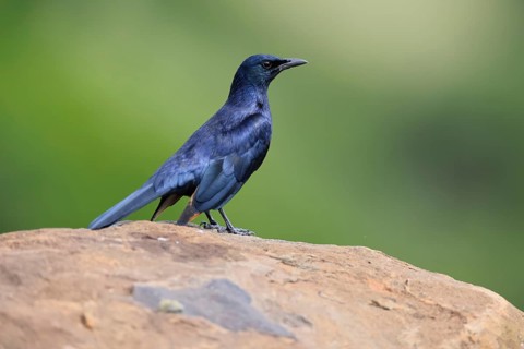 Red-winged Starling (Onychognathus morio), adult, on rocks, male, alert, Mountain Zebra National