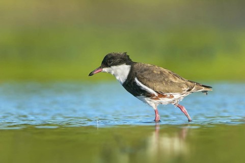 Red-kneed Dotterel (Erythrogonys cinctus) foraging, Victoria, Australia