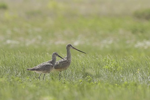 Marbled Godwit (Limosa fedoa), Canada