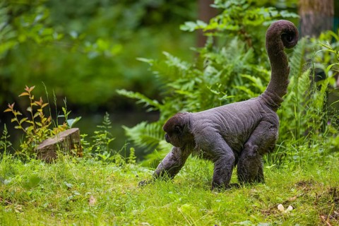 A common woolly monkey, brown woolly monkey, or Humboldt's woolly monkey (Lagothrix lagothricha)