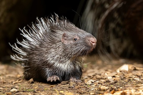 Old World porcupines (Hystrix cristata), youngster, Germany