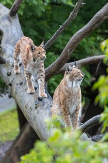 One Eurasian lynx, (Lynx lynx), walking down on a fallen tree. Side view with green forest in the