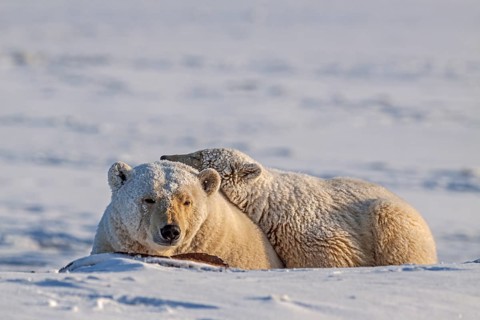 Polar bears (Ursus maritimus), polar bear mother and young sleeping in the snow, Kaktovik, Arctic