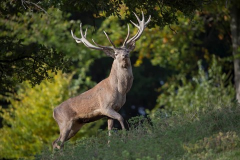 Red Deer stag at the rutting season. With trees in background