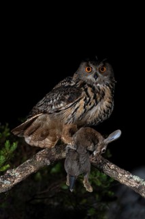 Eurasian Eagle-Owl (Bubo bubo) male with rabbit prey, Extremadura, Portugal