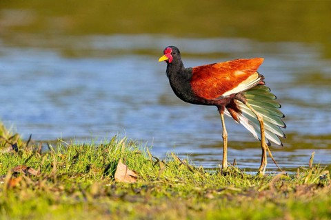 Red-fronted leaflet (Jacana jacana) Pantanal Brazil