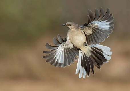 Northern Mockingbird (Mimus polyglottos) flying, Texas, USA