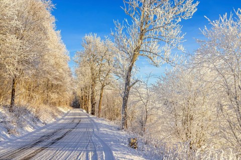 Snowy and icy forest road with frosty trees in the winter, Sweden
