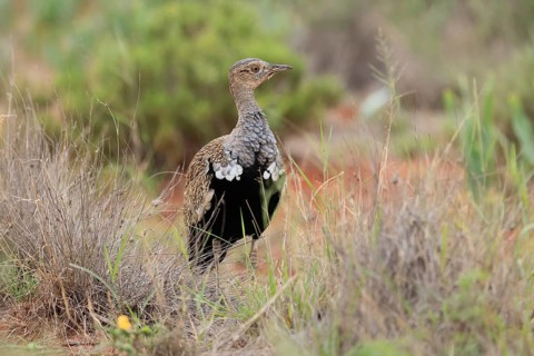 Red-crested Bustard (Lophotis ruficrista), adult, foraging, vigilant, Mokala National Park, South