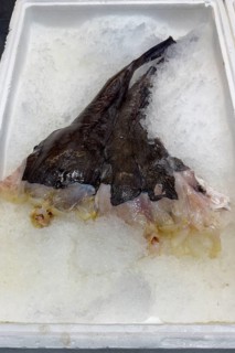 Display of fishing caught fish fresh fish two monkfish tails tail of monkfish (Lophius piscatorius)