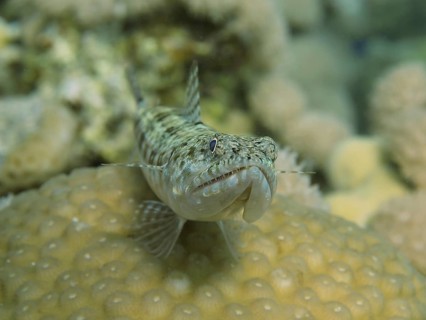 Reef lizardfish (Synodus variegatus)