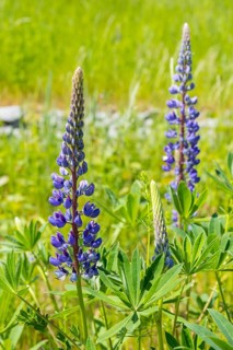 Narrow-leaved lupin (Lupinus polyphyllus) blooms blue on Halde I on the Heller, Dresden, Saxony,