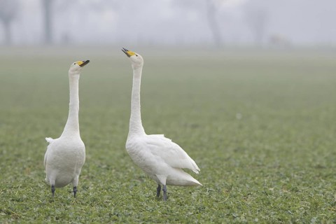 Whooper Swan (Cygnus cygnus), North Rhine-Westphalia, Germany