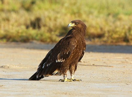 Greater Spotted Eagle (Clanga clanga) juvenile, Dofhar, Oman
