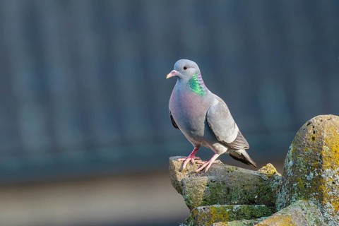 Stock Dove (Columba oenas) perched on a wall, North Rhine-Westphalia, Germany