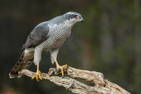 Northern Goshawk (Accipiter gentilis), adult male, Castile and Leon, Spain