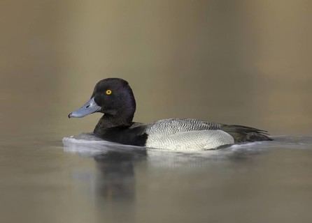 Lesser Scaup (Aythya affinis) male, Ohio, USA