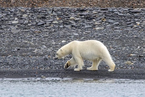 Lone polar bear (Ursus maritimus) walking on shingle beach along the Svalbard coast in summer,