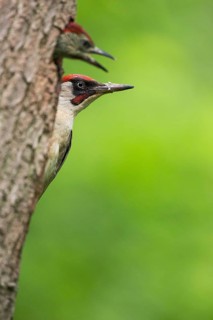 European Green Woodpecker (Picus viridis) male at breeding cavity with juvenile,