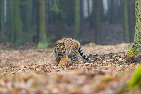 One young female Siberian Tiger, Panthera tigris altaica, running thru a forest