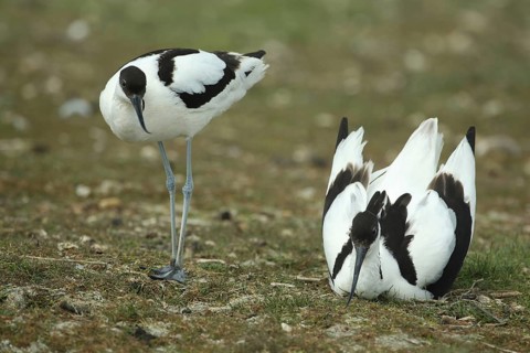A pair of avocets (Recurvirostra avosetta) breeding, ground nesting birds, De Wagejot, Texel, North