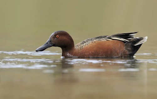 Cinnamon Teal (Spatula cyanoptera) male, Texas, USA