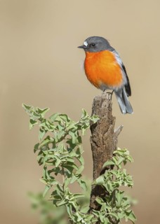 Flame Robin (Petroica phoenicea) male, Victoria, Australia