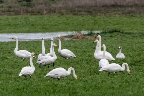Whooper swans (Cygnus cygnus), Emsland, Lower Saxony, Germany