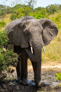 A majestic elephant enjoys a refreshing mud bath in the lush landscapes of Masai Mara, Kenya. The