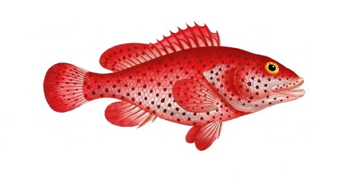 Fish, Fish, Genus of the family Perch, Perca guttata, Blood bass, Hind, Historical, digitally