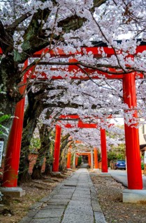 Blooming cherry trees, red torii gates at Takenaka-Inari-Jinja Shrine, Kyoto, Japan