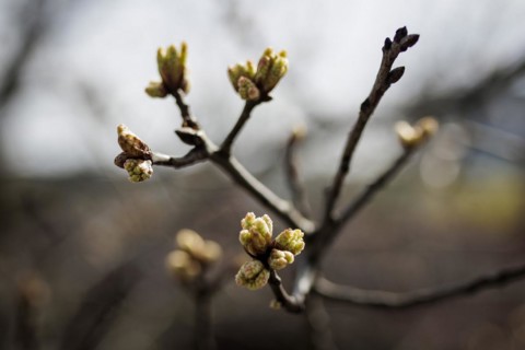 Buds on a tree can be seen in the sunshine. According to weather forecasts, highs of around 22