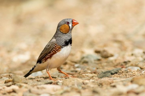 Zebra Finch (Taeniopygia guttata castanotis) male, Northern Territory, Australia