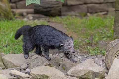 One binturong (Arctictis binturong), or bearcat walking over rocks with green grass in the
