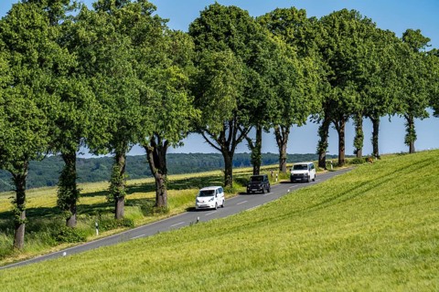 Country road between Warstein and Hirschberg in Sauerland, partly tree-lined, avenue-like, North
