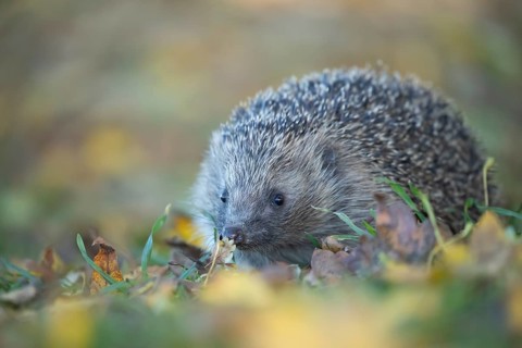 European hedgehog (Erinaceus europaeus) adult animal on an urban garden grass lawn with fallen