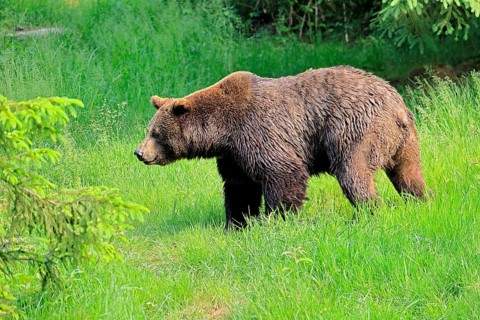 Eurasian brown bear (Ursus arctos arctos), adult, female, foraging, alert, in summer, Bavarian