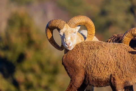 Two snow sheep (Ovis nivicola), or Siberian bighorn sheep stand on a snow covered meadow