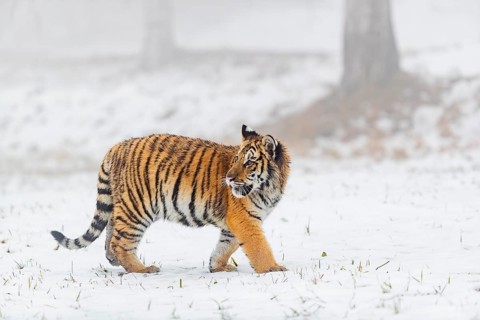 One young Siberian Tiger, Panthera tigris altaica, running over snowy meadow with dense fog in the