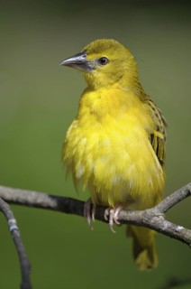 TTextorweber / Dorfweber (Ploceus cucullatus), Village Weaver, Weibchen, Juli, Heimat: Afrika