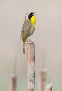 Common Yellowthroat (Geothlypis trichas) singing from cattail, British Columbia, Canada