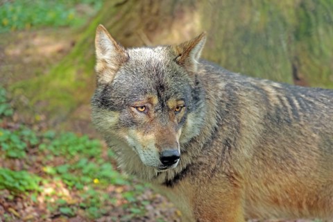 Wolf (Canis lupus), running in the forest, captive