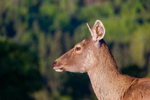 Portrait of a female Altai maral, Altai wapiti or Altai elk (Cervus canadensis sibiricus) in the