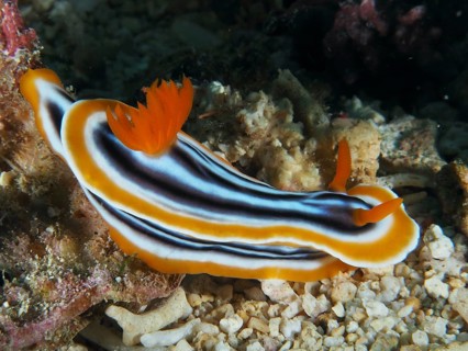 White nudibranch with orange and black stripes, magnificent star snail (Chromodoris magnifica), on