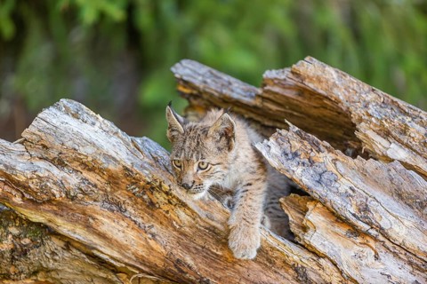 One young (10 weeks old) male Eurasian lynx, (Lynx lynx), hiding in a rotten tree