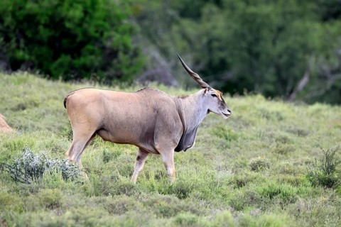 Eland (Taurotragus oryx), adult, alert, foraging, Mountain Zebra NP, Eastern Cape, South Africa