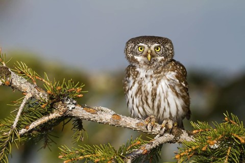Eurasian Pygmy Owl (Glaucidium passerinum), Vorarlberg, Austria