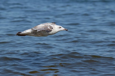 A large seagull flying over the water. Gdansk, Poland