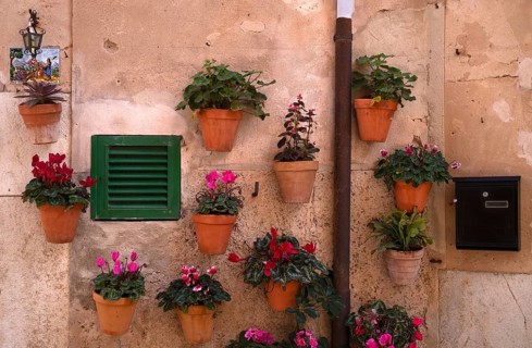 Flower pots on the wall, alleyway of plants, alley, Valldemossa, Tramuntana Mountains, Serra de